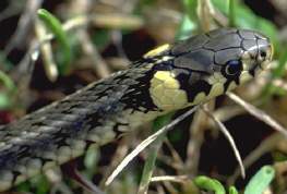 Ringenatter - Natrix natrix persa (c) Hans Peter Eckstein