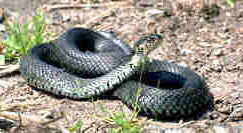 Sichernde Ringelnatter - Natrix natrix (c) Hans Peter Eckstein