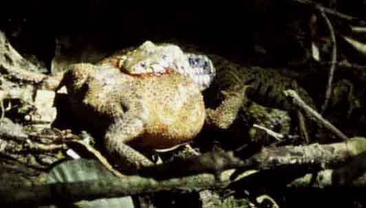 Ringelnatter frißt Erdkröte (C) Hans Peter Eckstein