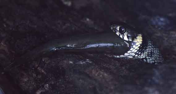 Ringelnatter frißt Fisch (C) Hans Peter Eckstein