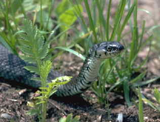 Sichernde Ringenatter - Natrix natrix (c) Hans Peter Eckstein