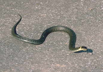 Ringelnatter - Natrix natrix (c) Hans Peter Eckstein