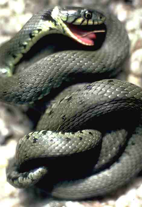 Ringenatter stellt sich tot (c) Hans Peter Eckstein