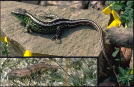 Zauneidechse - Lacerta agilis (c) Hans Peter Eckstein