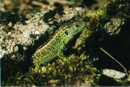 Zauneidechse - Lacerta agilis (c) Hans Peter Eckstein